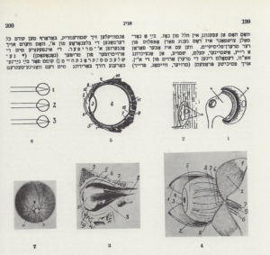 The Yiddish Encyclopedia, initiated in Berlin in 1930